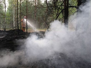 Площадь лесных пожаров в Сибири снизилась более чем в два раза