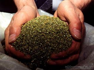 В Хакасии изъяли марихуану в особо крупном размере