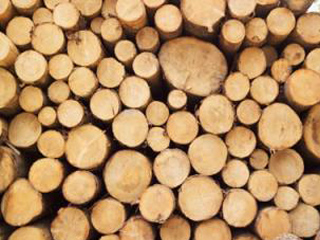 Госкомлес Хакасии поможет сырьем лесозаготовителям