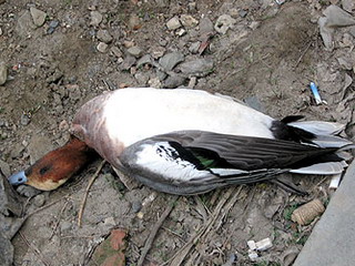 Птицы в районе озера Тагарское продолжают гибнуть