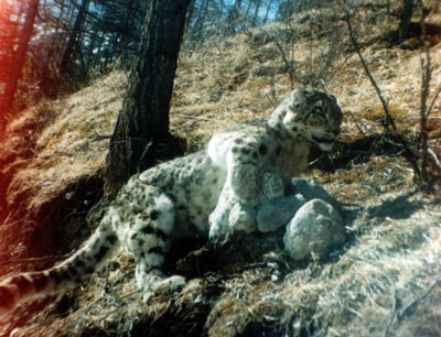 Ирбис обнаружен в Иркутской области погибшим в петле браконьера       