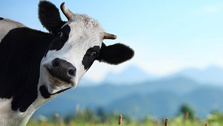 Смайлик коровами "нарисовал" фермер в Америке (ВИДЕО)