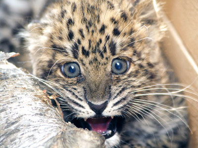 В абаканском зоопарке впервые на прогулку вышел котёнок дальневосточного леопарда
