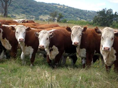 В Хакасии сохранено поголовье крупного рогатого скота