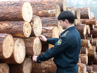 В Минусинске простили  контрабандиста, укравшего лес на 47,5 млн рублей