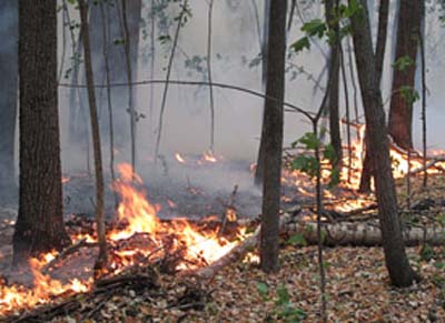 Девять лесных пожаров за два дня в Хакасии
