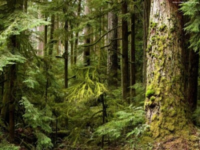 Доход от лесного фонда Хакасии вырос на 9 млн