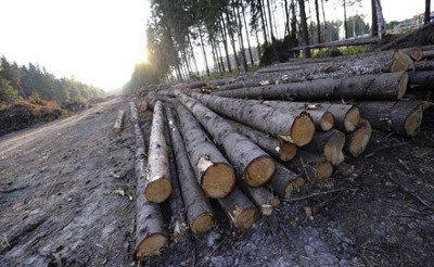 В Хакасии состоялся первый в текущем году аукцион по продаже леса