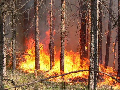 Лесной пожар действует на территории Туимского лесничества Хакасии