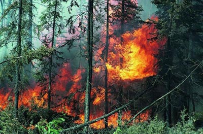 Предупреждение лесных пожаров в 2012 году