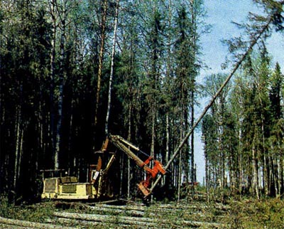 1 февраля изменились правила лесозаготовки