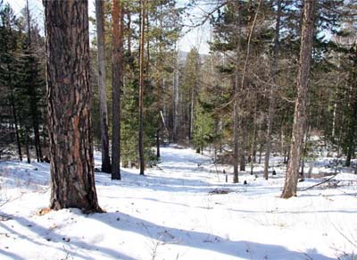 Работа в лесах Хакасии скоро будет вестись по новому плану