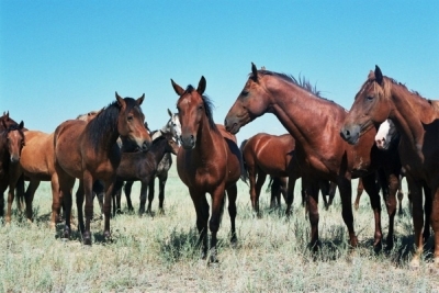 Житель Усть-Абаканcкого района украл 73 лошади