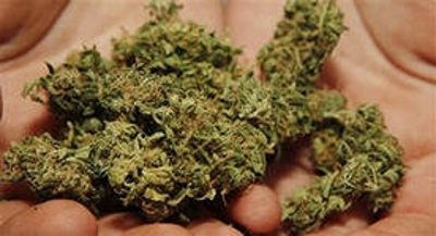 Житель Аскизского района обвиняется в хранении 236 граммов марихуаны
