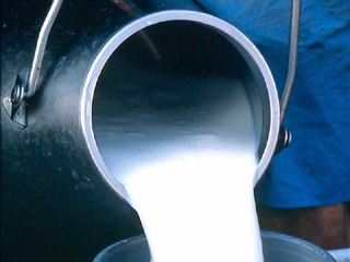 В Хакасии будут увеличивать надои молока