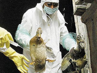 Птицы на Тагарском оказались больны гриппом, опасным для человека
