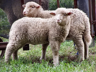 В Хакасию завезут 1200 овец из Астрахани