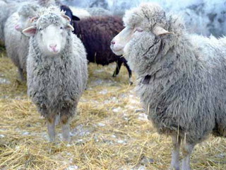 В Хакасию прибыла крупная  партия овец из Астраханской области