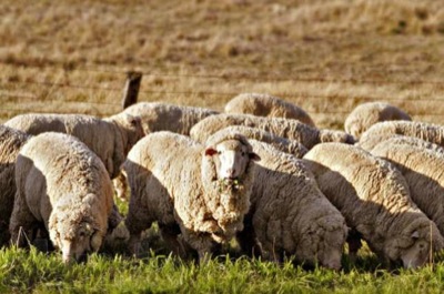 Правительство Хакасии раздаст фермерам овец