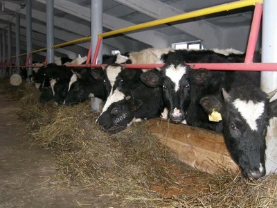 В Хакасии завершился прием бизнес - проектов от глав семейных животноводческих ферм