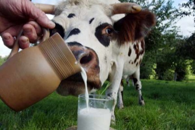 Руководитель Минсельхоза Хакасии требует исправить ситуацию в молочной отрасли