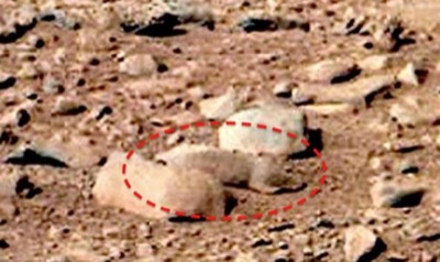 Крыса на Марсе - новый сенсационный снимок сделал марсоход Curiosity (ВИДЕО)