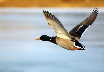 В Хакасии начали выдавать разрешения на охоту на птиц
