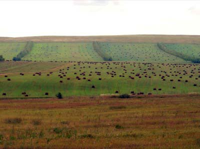 Сельхозпредприятия Хакасии приступили к заготовке кормов