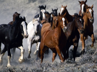 В Хакасии обсудят проблемы табунного коневодства в Сибири