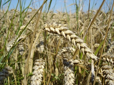 В Хакасии убрана четверть урожая пшеницы