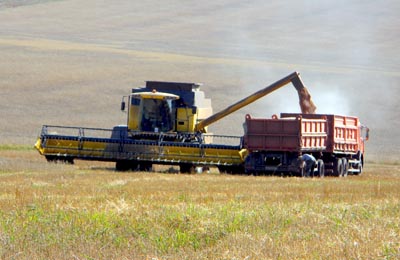 Урожай в Хакасии: убрано 80% посевных площадей