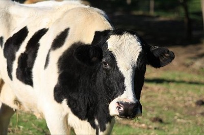 Жители малых сёл Хакасии получат субсидии на содержание коров