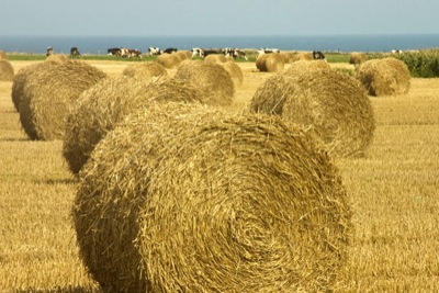 Урожай Хакасии 2013: хозяйства увеличили в три раза объем заготовки сена