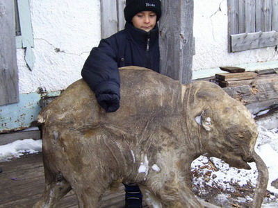 На Таймыре Красноярского края найдена туша мамонта