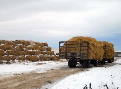 В Хакасии заготовлено достаточное количество кормов для зимовки