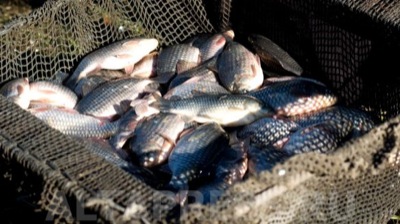 Четверть объема выловленной в Хакасии рыбы приходится на промышленное рыболовство