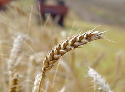 Российские сенаторы планируют увеличить субсидии сельхозпроизводителям