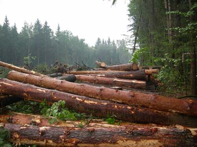 Лесопатологи: Санитарные рубки леса в Хакасии необходимо продолжить