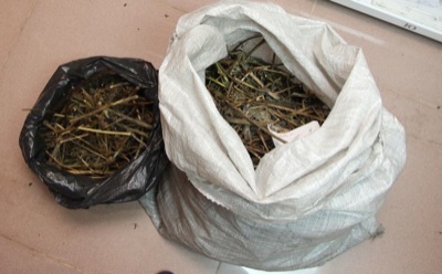 Наркополицейские изъяли у жителя Черногорска 700 граммов маковой соломки