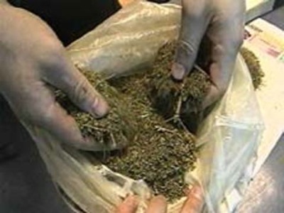 В Хакасии на даче бывшего полицейского найдено 2 килограмма марихуаны