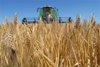 В Хакасии завершается жатва зерновых