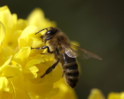 Минсельхоз делает ставку на развитие пчеловодства в Хакасии