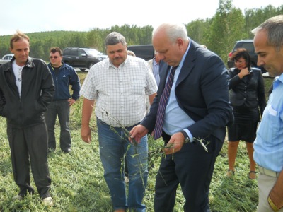 Град в Хакасии уничтожил урожай овощей в Ширинском районе (ФОТО)