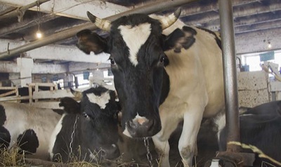 В Хакасии необходимо ускорить темпы ремонта животноводческих ферм