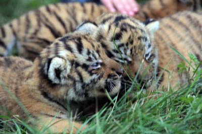 В Абаканском зоопарке отметят "День тигра"