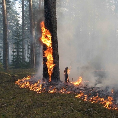Лесной пожар в Балыксинском лесничестве удалось быстро потушить