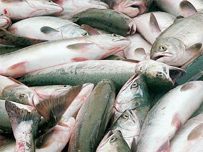 Минсельхоз Хакасии ведет приём заявок на участие в конкурсах от рыболовов