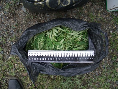 В Хакасии наркодилеры собирают свежий урожай конопли
