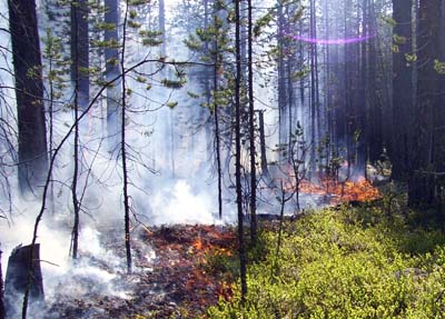 В Хакасии сборщики ягод устроили лесной пожар
