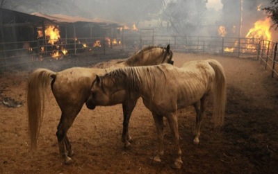 Стали известны подробности пожара на элитной конюшне в Хакасии